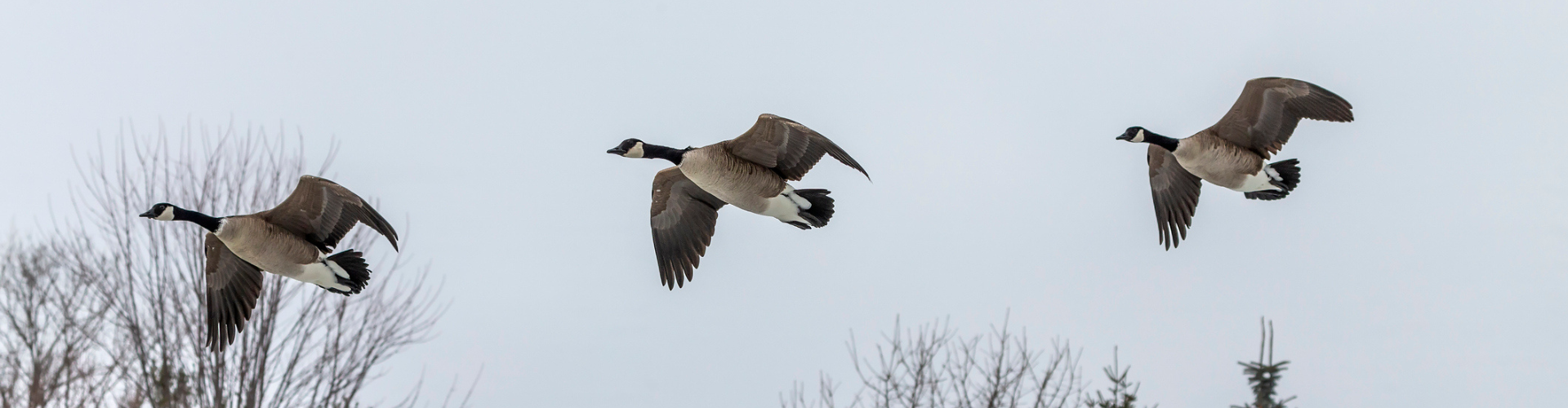 Three Canada geese in flight